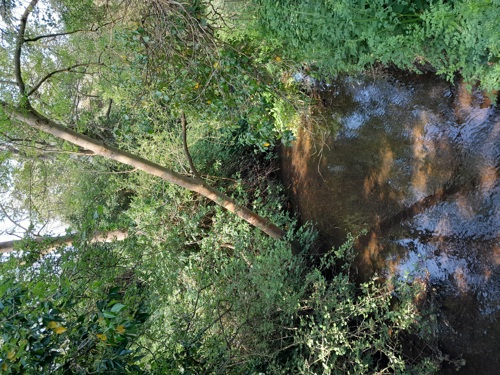 A countryside stream winding its way beneath a green canopy.