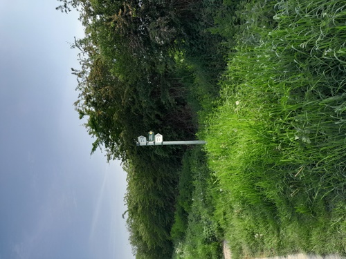 A sign post pointing out a rambling route next to a thick green hedgerow.